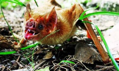 Animais que possuem dentes afiados de ‘vampiro’