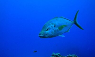 Aquecimento global põe em risco peixe mais caro do mundo