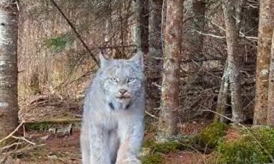 Felino raro é avistado em floresta dos estados unidos