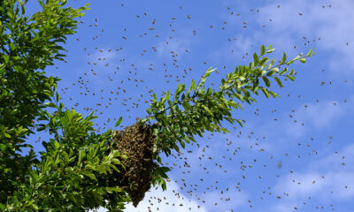 Veja como afastar abelhas com medidas simples e substâncias naturais