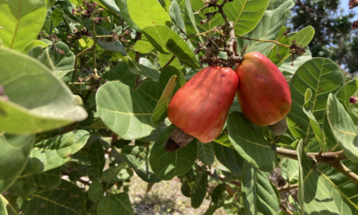 É fruta ou castanha? Saiba mais sobre o caju e sua produção no Brasil