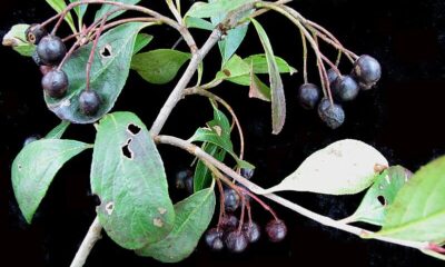 Fruta pouco conhecida ajuda até a preservar o coração ; conheça