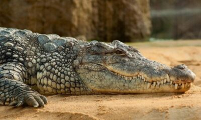 Região da Austrália tem mais de 100 mil crocodilos: ‘100% de risco de morte’