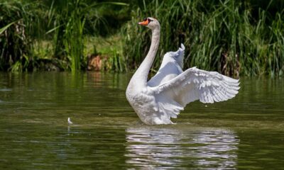 Elegância e singeleza: a beleza dos cisnes inspirou um dos mais famosos balés da história