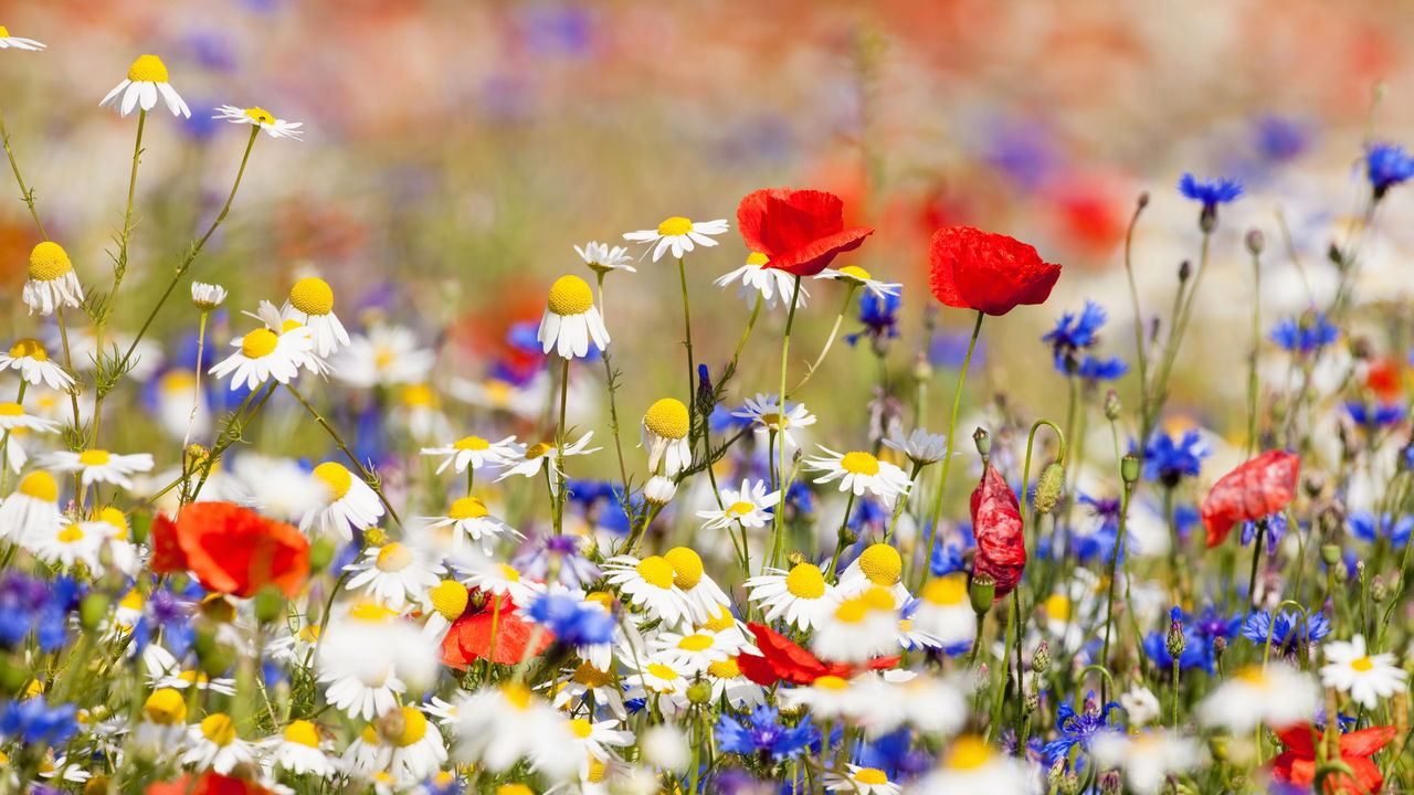 10 flores que florescem o ano todo e encantam o ambiente