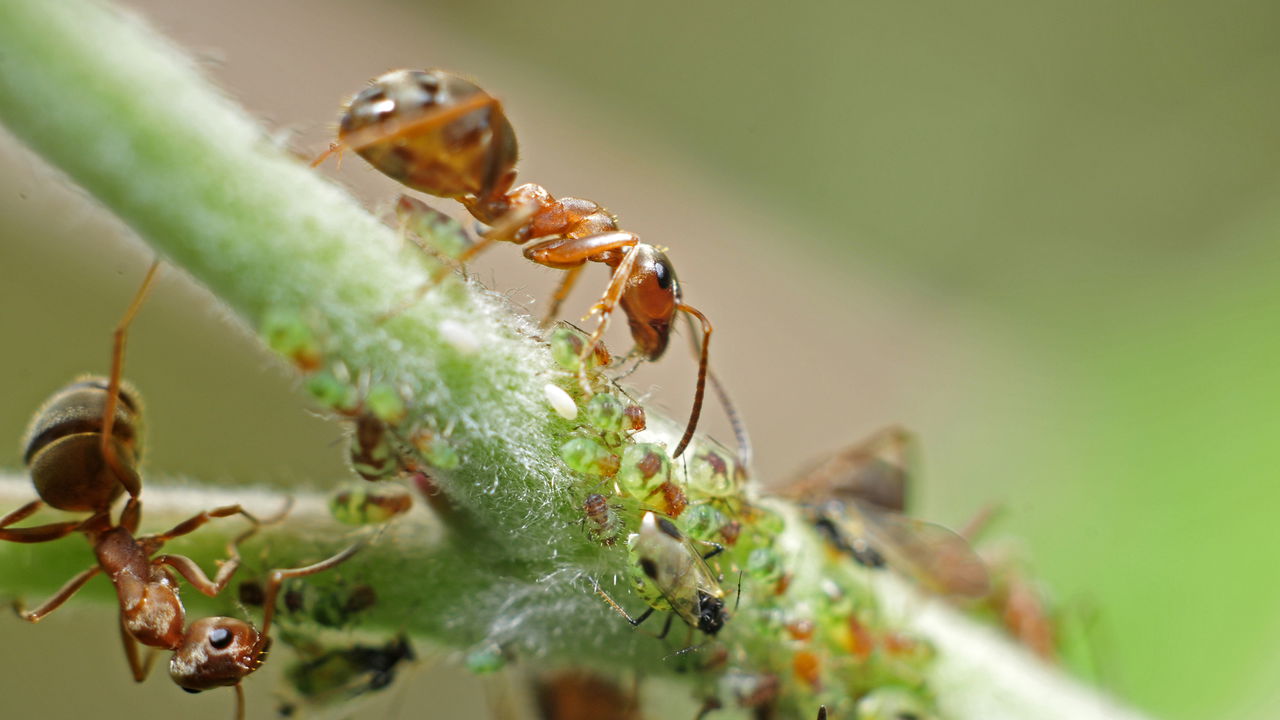 Truque infalível para acabar com as formigas nas suas plantas!