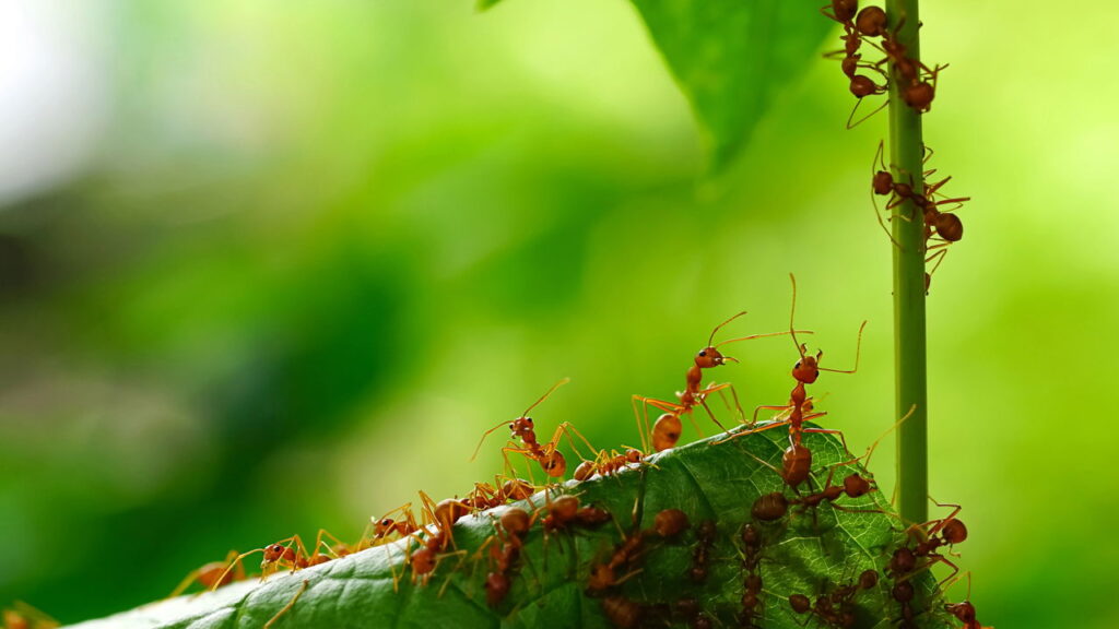 Truque infalível para acabar com as formigas nas suas plantas!