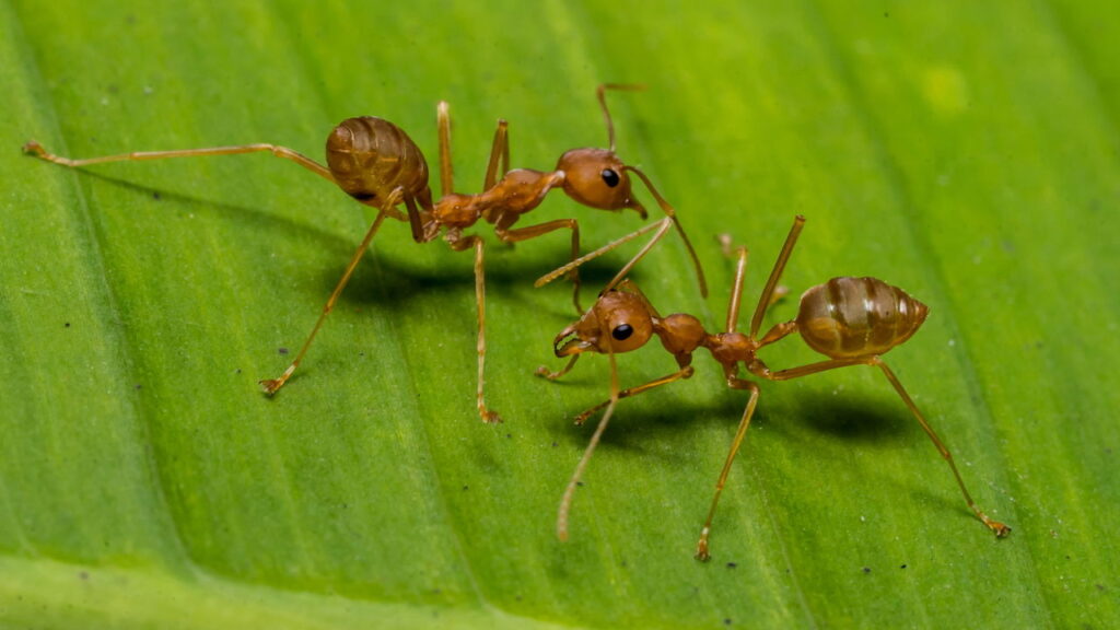 Truque infalível para acabar com as formigas nas suas plantas!