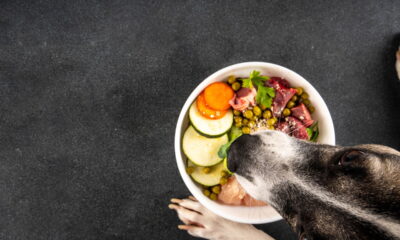 Cuidado! Essas frutas podem fazer mal ao seu cachorro