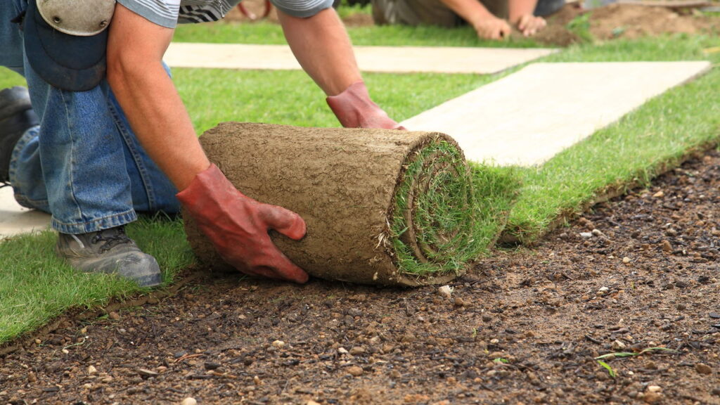 Aprenda a plantar e cultivar grama do jeito certo!