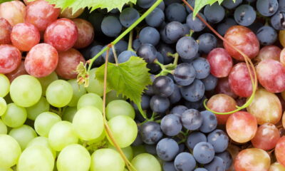 Passo a passo para plantar uvas no quintal e em vasos!