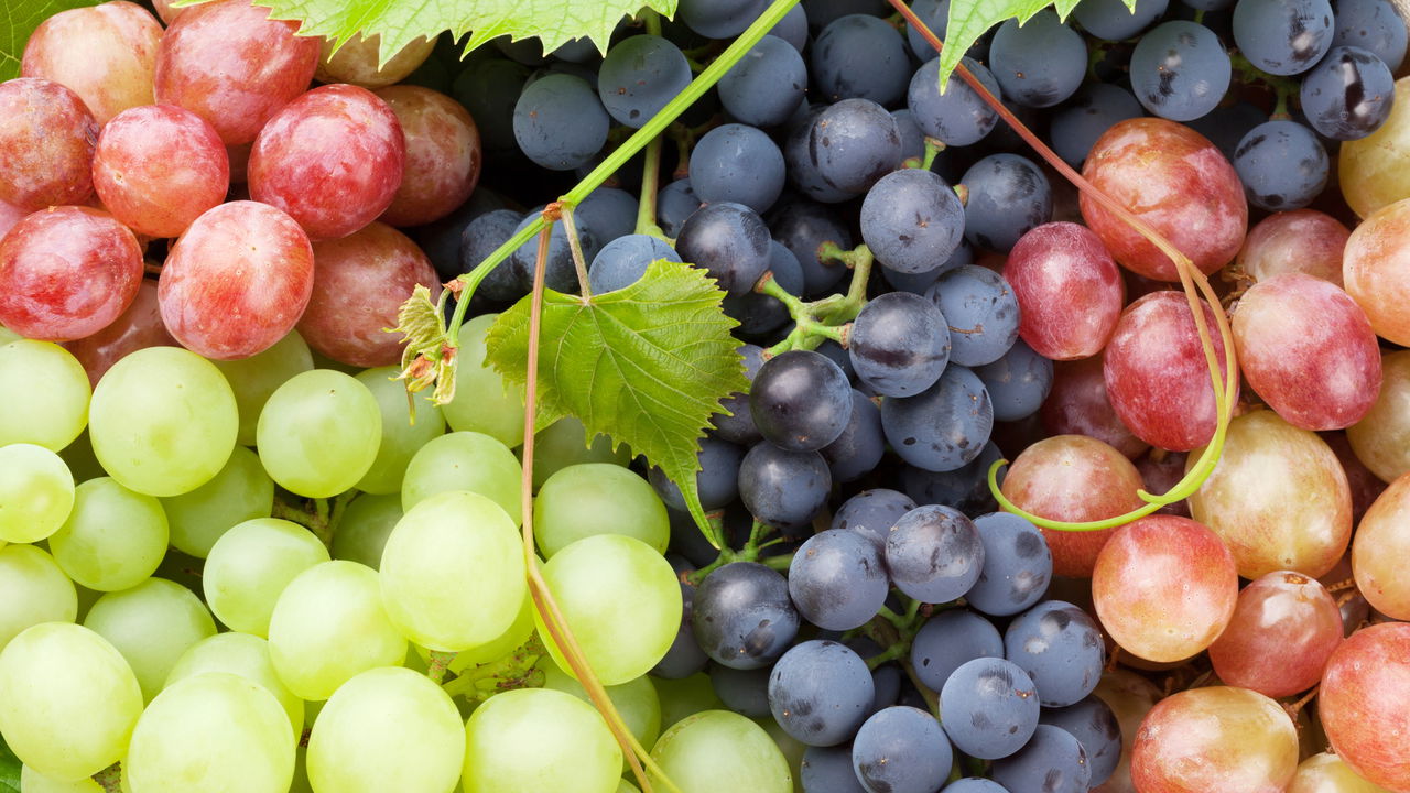 Passo a passo para plantar uvas no quintal e em vasos!