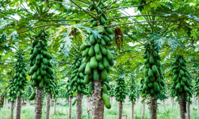 Plante mamão em casa e colha frutas frescas o ano todo!