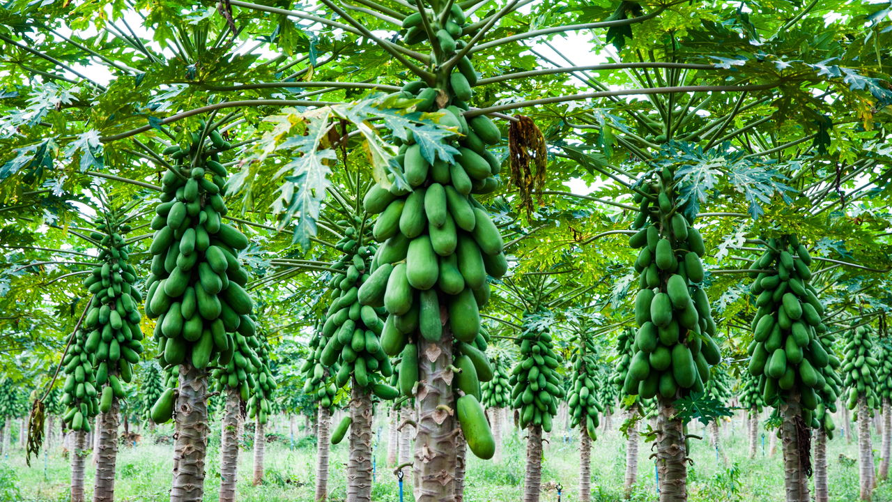 Plante mamão em casa e colha frutas frescas o ano todo!