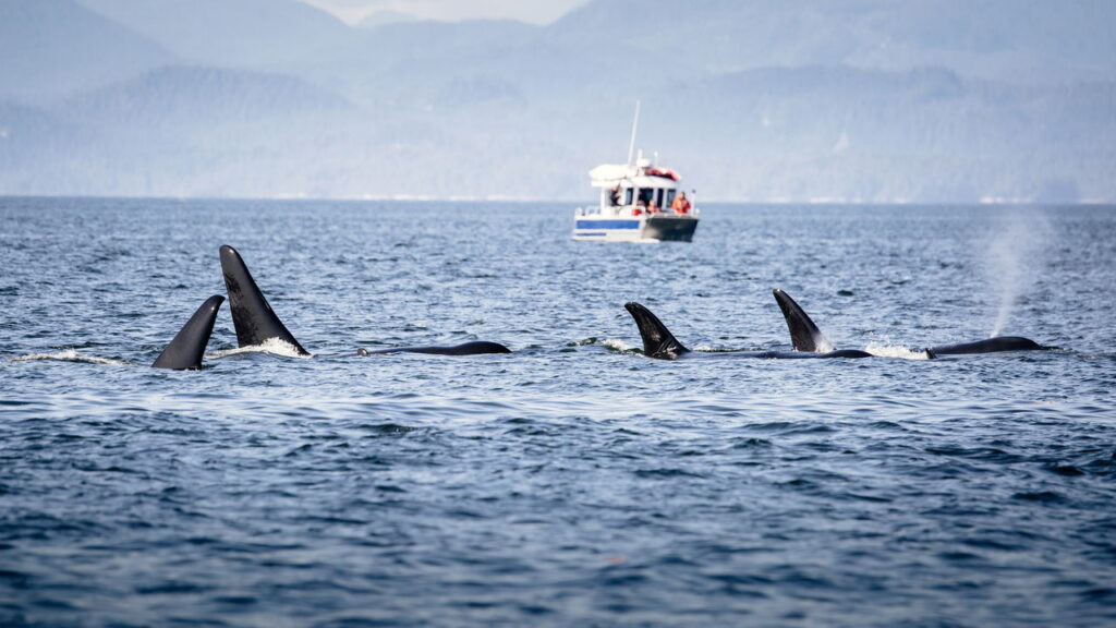 Orcas afundam barcos com comportamentos agressivos!