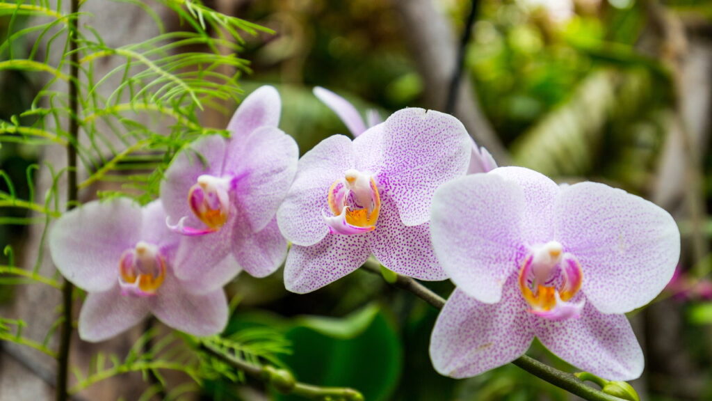 Novo método transforma orquídeas em plantas de flores infinitas!