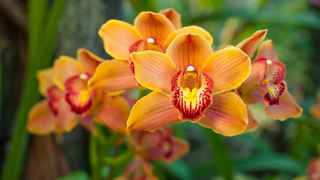 Novo método transforma orquídeas em plantas de flores infinitas!