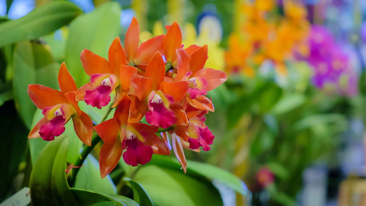 Tire muda de orquídea de maneira FÁCIL e RÁPIDA