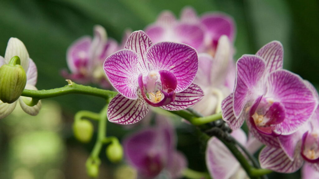 Tire muda de orquídea de maneira FÁCIL e RÁPIDA