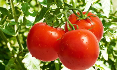 Aprenda a plantar tomates em casa com as melhores dicas