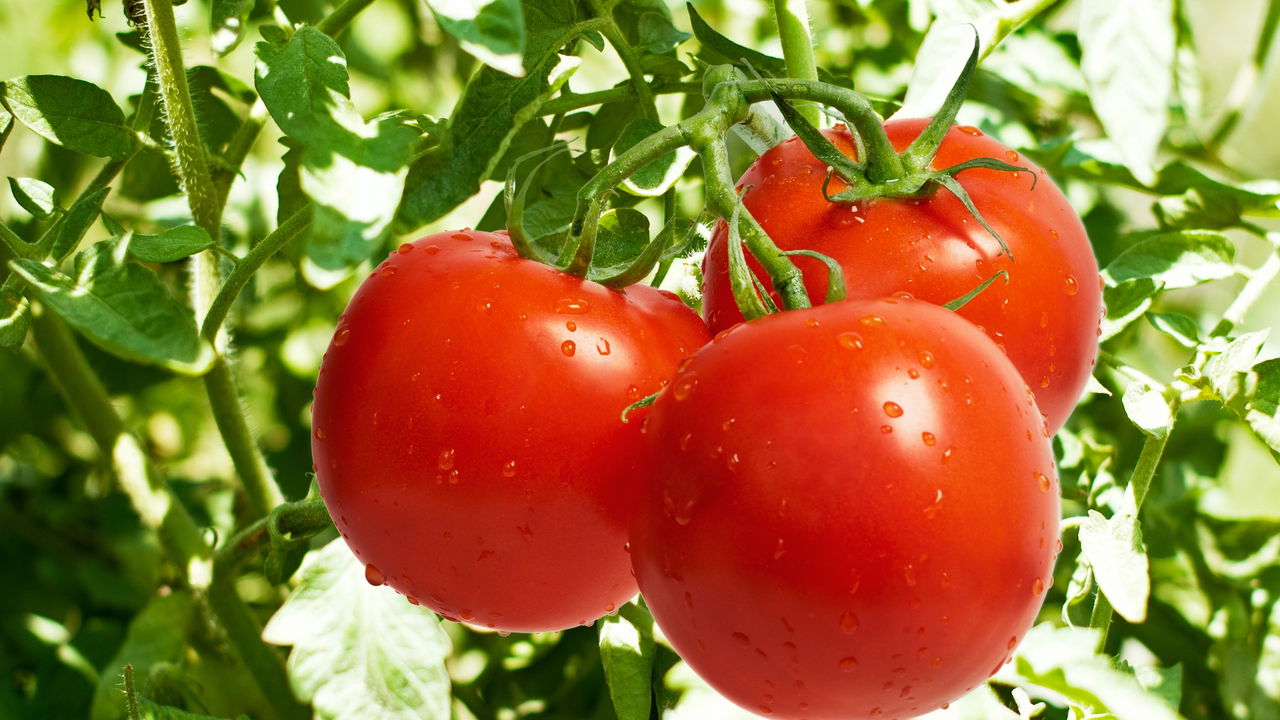 Aprenda a plantar tomates em casa com as melhores dicas