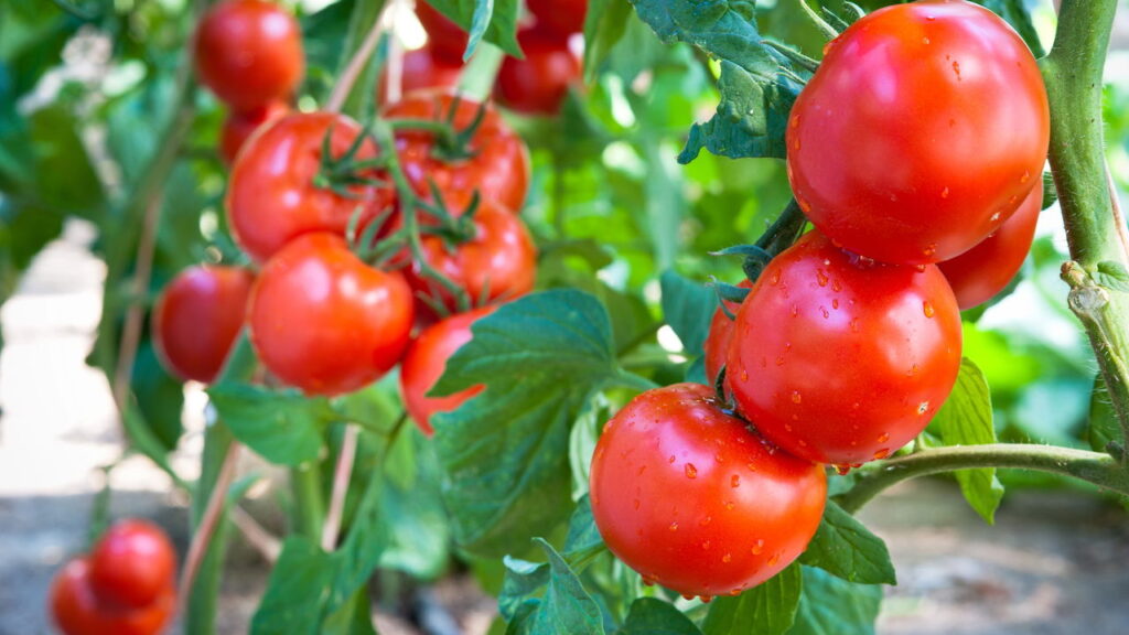 Aprenda a plantar tomates em casa com as melhores dicas