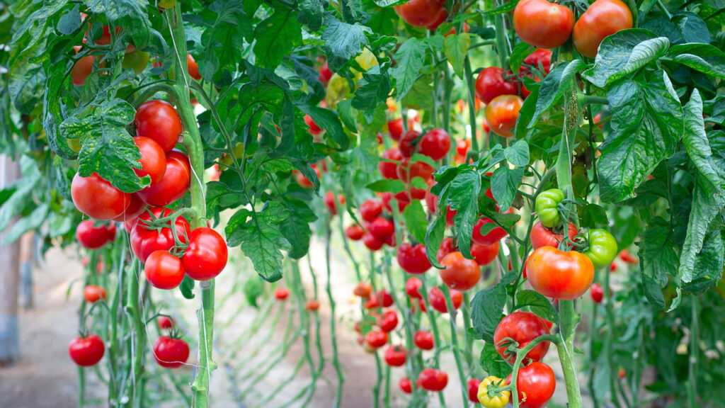 Aprenda a plantar tomates em casa com as melhores dicas