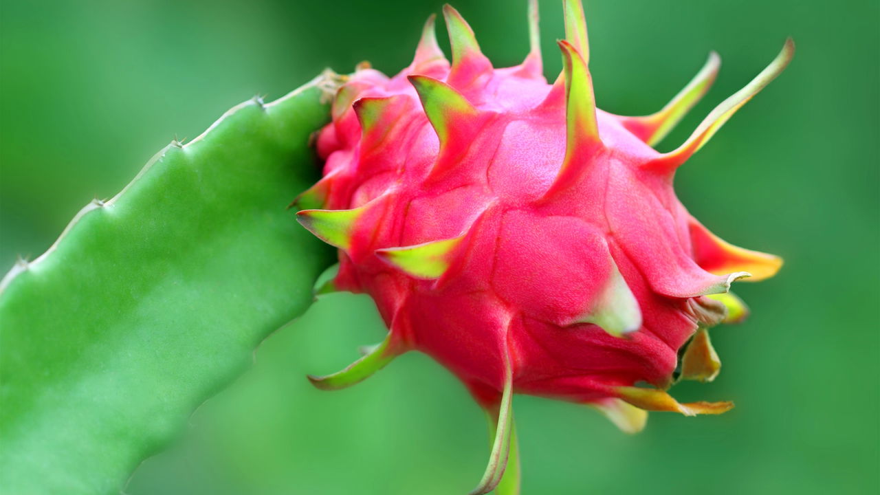 Passo a passo para plantar pitaya em casa!