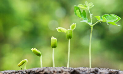 Fevereiro é o mês ideal para plantar essas 4 plantas