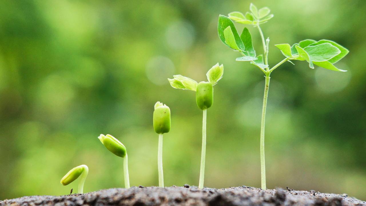 Fevereiro é o mês ideal para plantar essas 4 plantas