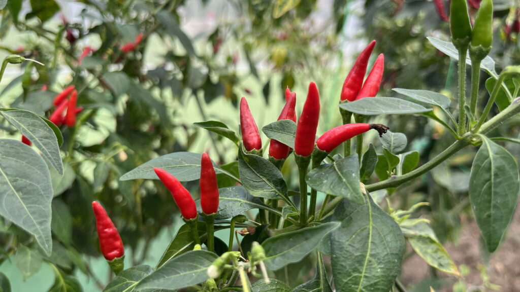 Aprenda a cultivar Pimenta Malagueta em casa com este guia FÁCIL