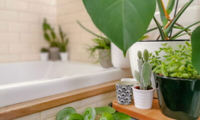 Transforme seu banheiro com essas 5 plantas incríveis