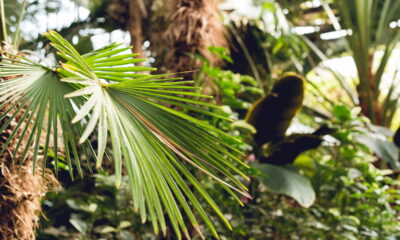 Faça seu pequeno espaço bombar com um jardim TROPICAL!