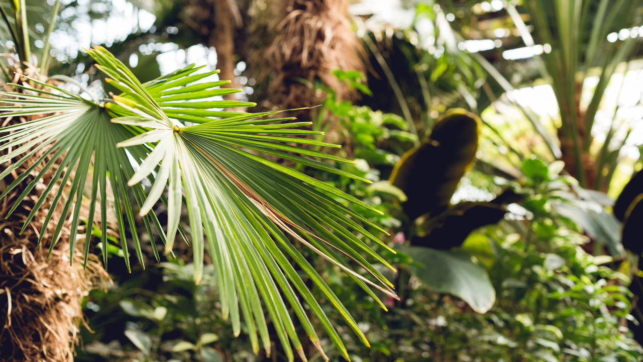 Faça seu pequeno espaço bombar com um jardim TROPICAL!