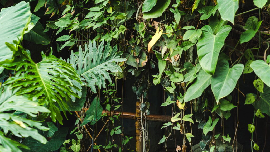 Faça seu pequeno espaço bombar com um jardim TROPICAL!