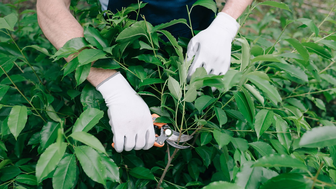 3 técnicas infalíveis para podar árvores frutíferas