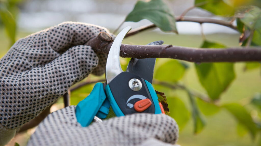 3 técnicas infalíveis para podar árvores frutíferas