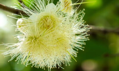 Essa planta é natural, perfuma o ambiente e ainda purifica o ar