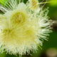 Essa planta é natural, perfuma o ambiente e ainda purifica o ar