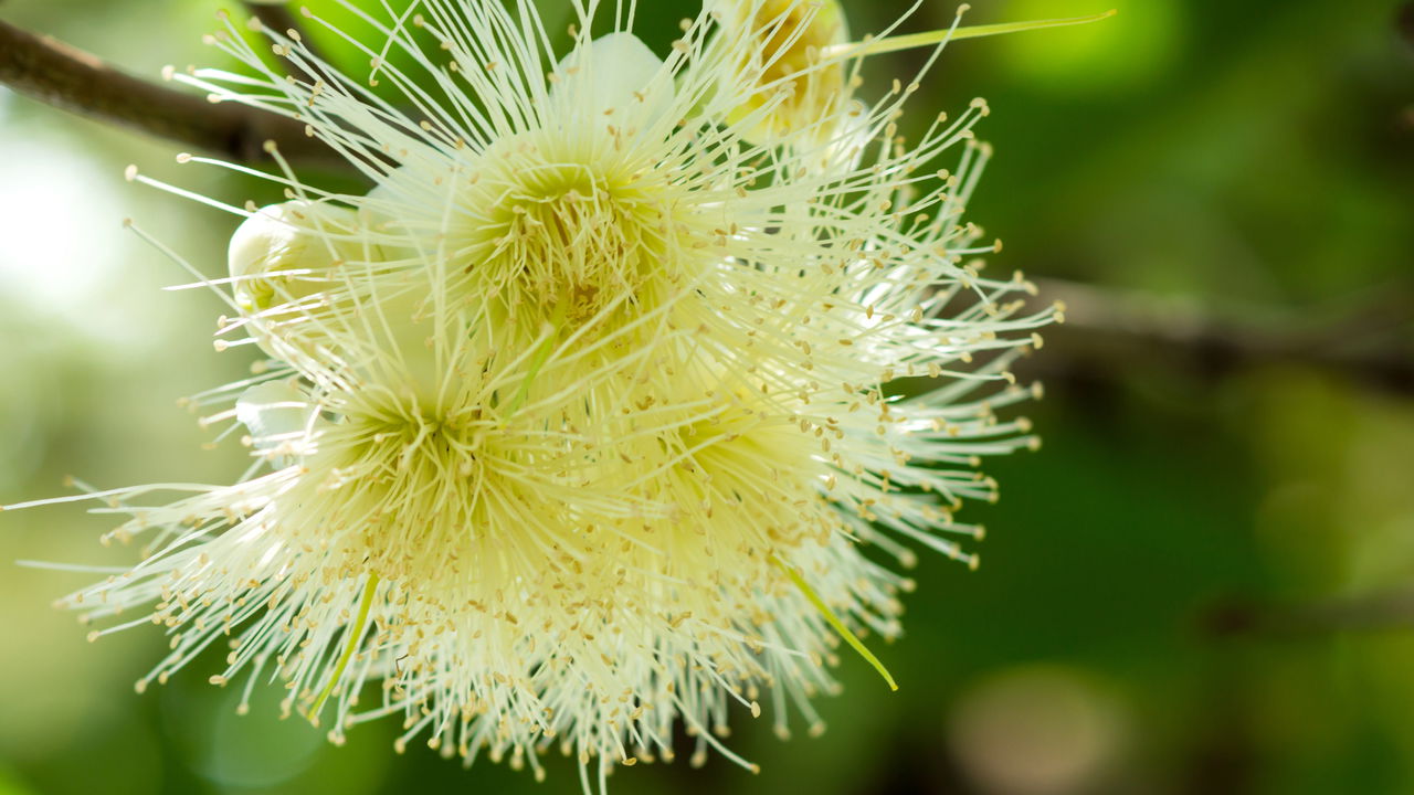 Essa planta é natural, perfuma o ambiente e ainda purifica o ar