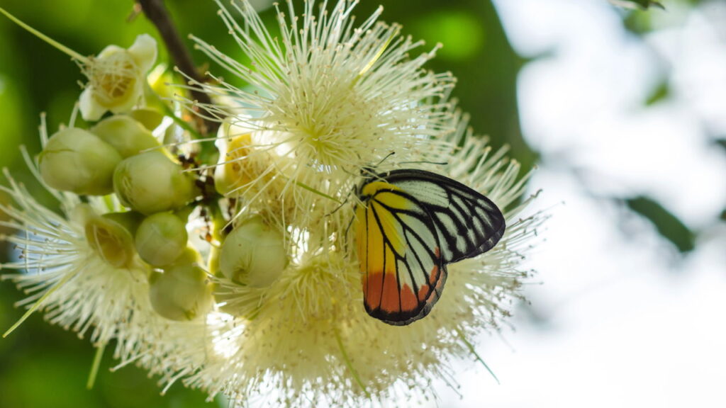 Essa planta é natural, perfuma o ambiente e ainda purifica o ar