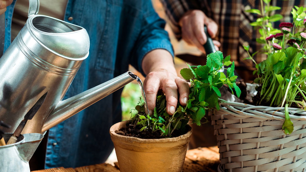 CUIDADO! Esse erro na rega pode MATAR suas plantas