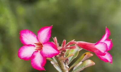 Rosa do Deserto com folhas amarelas? Aprenda a reverter o problema