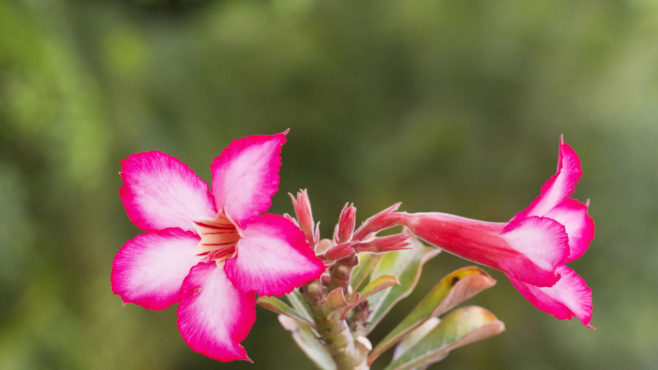 Rosa do Deserto com folhas amarelas? Aprenda a reverter o problema