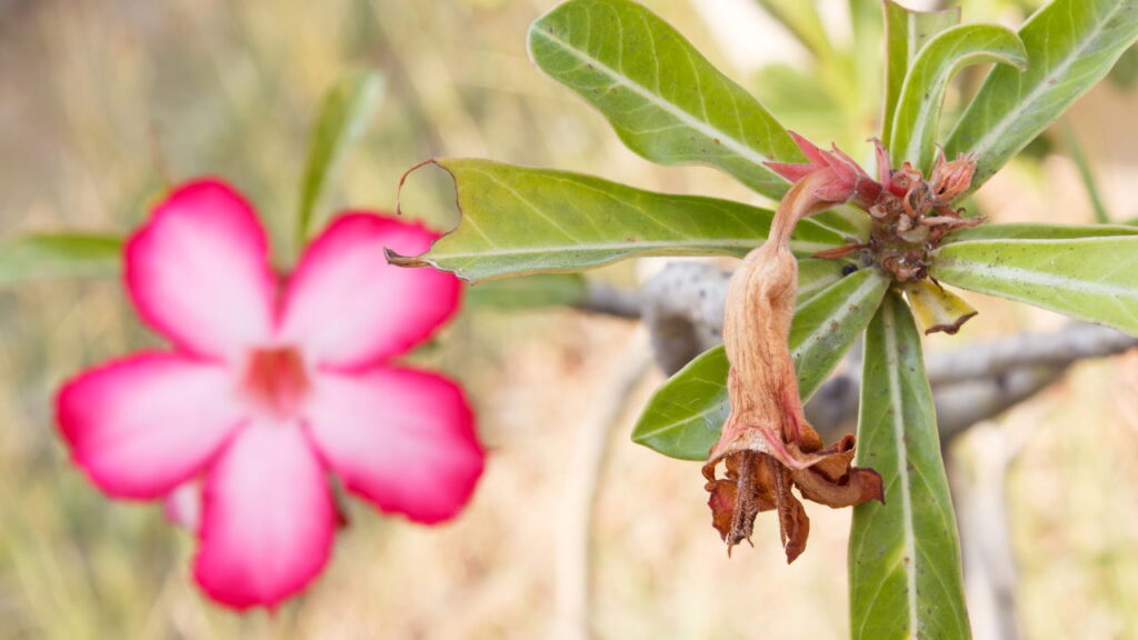 Rosa do Deserto com folhas amarelas? Aprenda a reverter o problema