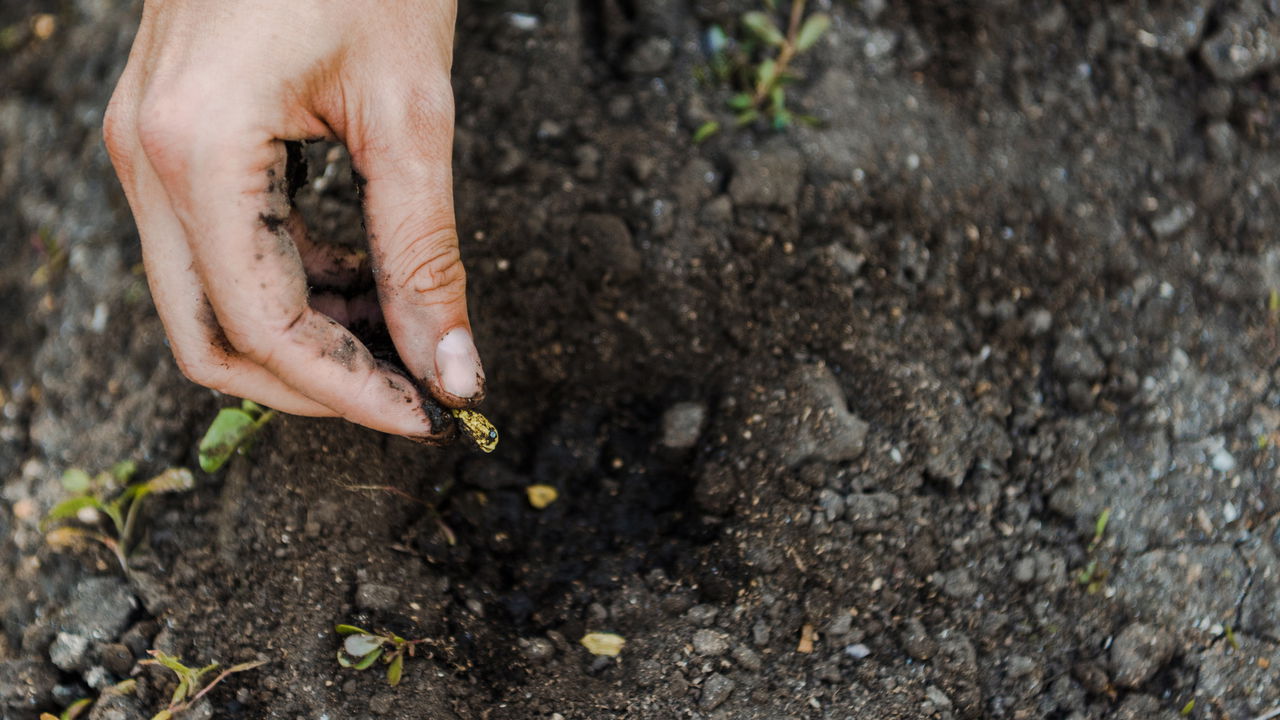 Aprenda a plantar sementes em casa de um jeito fácil e simples