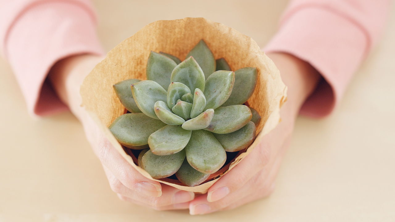 Essa planta pode viver anos sem cuidados – Descubra Como!