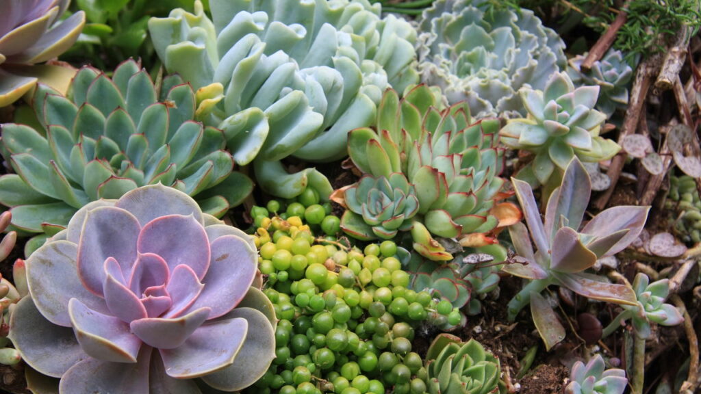 Essa planta pode viver anos sem cuidados – Descubra Como!