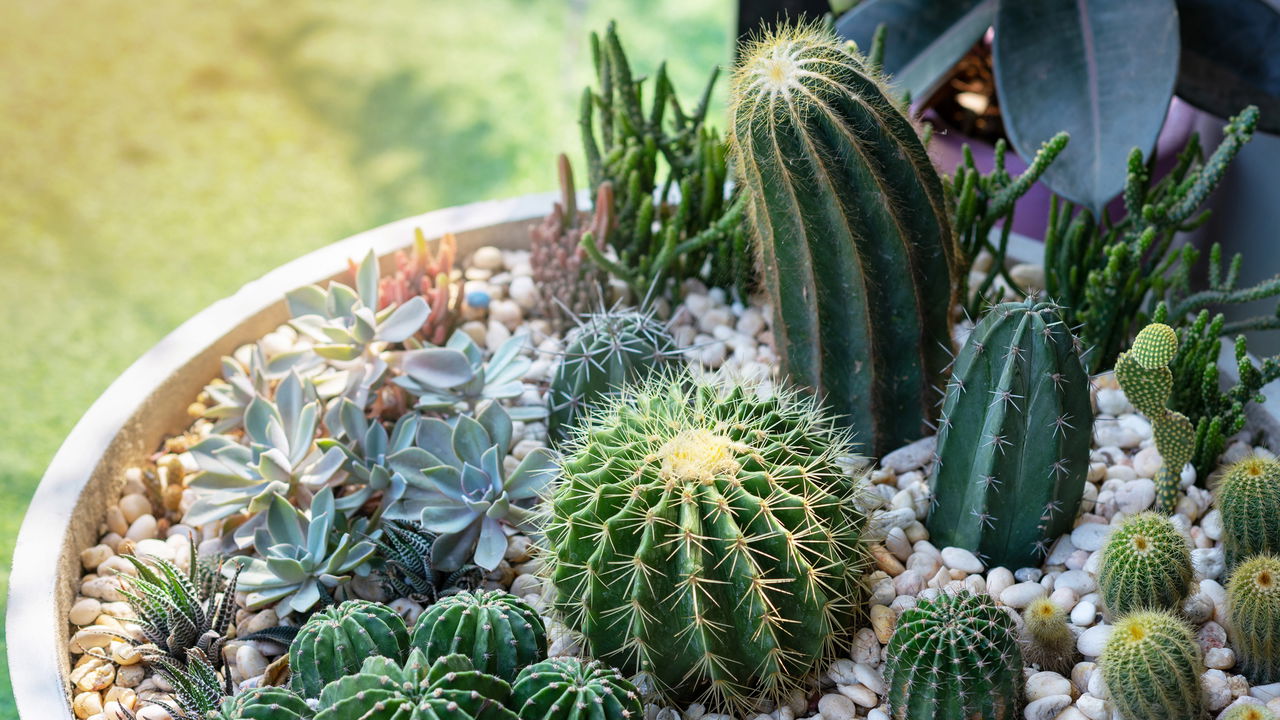 Pouco espaço e zero trabalho! 6 plantas fáceis de cuidar