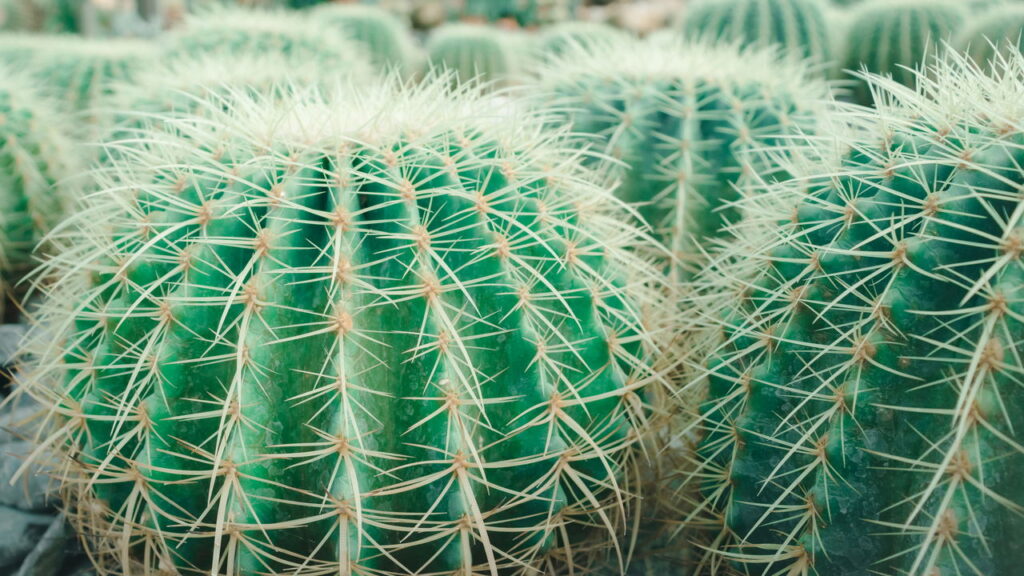 Pouco espaço e zero trabalho! 6 plantas fáceis de cuidar